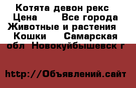 Котята девон рекс › Цена ­ 1 - Все города Животные и растения » Кошки   . Самарская обл.,Новокуйбышевск г.